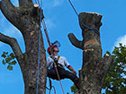 Sectional Dismantling - Tree limb trunk