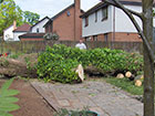 Sycamore tree felled