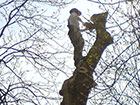 Tree Surgeon Inspection